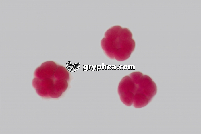 Oursin - embryologie - embryons de 16 cellules x100 - gryphea.org